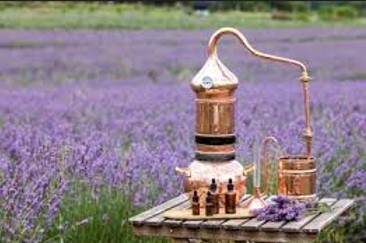Lavander destillation